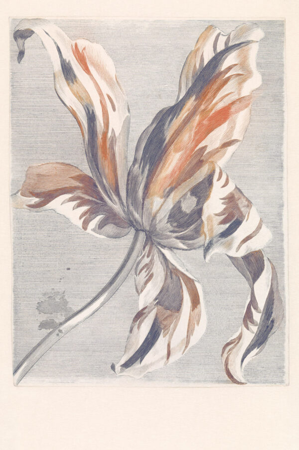 eijffinger-eijffinger-fototapete-masterpiece-358116-tulip-teyler-blau-rot.jpg