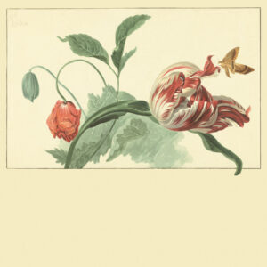 Eijffinger Fototapete Masterpiece 358118 - Tulip and Poppy (Creme)