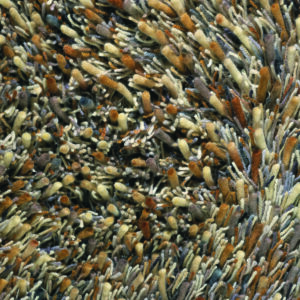 Teppich Spring (Braun; 170 x 240 cm)