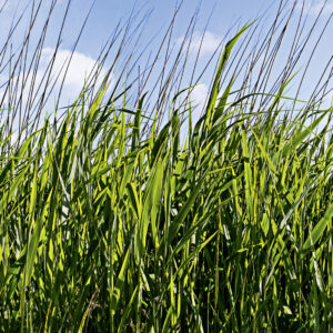 Marburg Fototapete Smart Art Easy Gras 47272 (Natur)