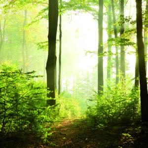 Marburg Fototapete Smart Art Easy Wald 47221 (Natur)