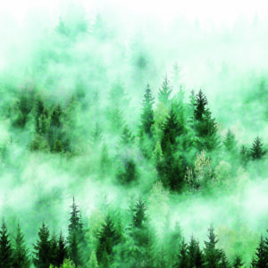 Marburg Fototapete Smart Art Easy Wald Nebel 47267 (Grün) – Bild 1