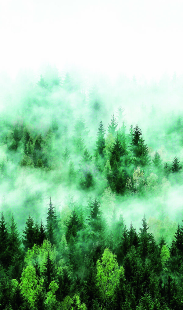 marburg-marburg-fototapete-smart-art-easy-wald-nebel-47267-grun.jpg