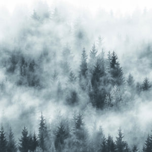Marburg Fototapete Smart Art Easy Wald Nebel 47268 (Schw/Wei)